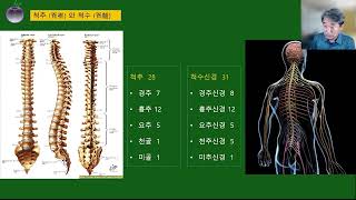 2024몸공부 8강-척수 개요