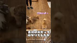 犬見知りポメラニアンが4日ペットホテルで過ごした結果… #pomeranian #博美犬 #포메라니안 #子犬