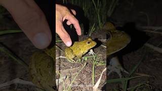 Catching a frog wants to laugh | Funny frogs | Catching Frogs funny | top lenghong bangkong