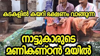 കടകളില്‍ കയറി ഭക്ഷണം വാങ്ങുന്ന  നാട്ടുകാരുടെ മണികണ്ഠന്‍ മയില്