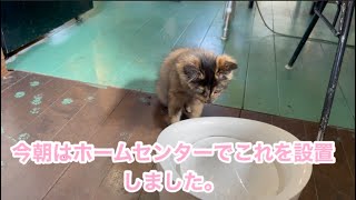 新しい水入れにちくわとテトの反応は。。。【猫のいる美容室日記】#保護猫 #もふもふ #k2ファミリー #100万回生きたねこ