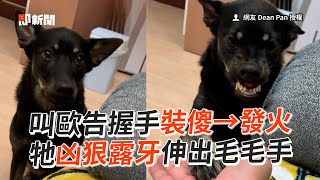 歐告不爽握手！裝傻→發火露尖牙伸毛掌🤣｜寵物動物｜狗狗｜精選影片