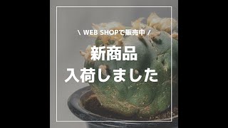 【monkey plants】サボテン コーデックス ユーフォルビア アガベ　パキポディウム　植物 横浜市 通販　温室　イベント　コロナ　ロフォフォラ　デュフューサー　翠冠玉　綴化