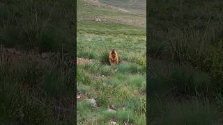 beautiful marmots deosai national park gilgit baltistan