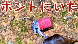 ボトルキャップヤドカリ マジでいた 〜梅雨時の夜のヤンバル(前編)  【沖縄】【やんばる】