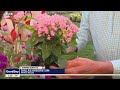 Dallas Arboretum shares summer garden survival tips