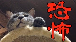 【恐怖映像】幽霊に遭遇した猫