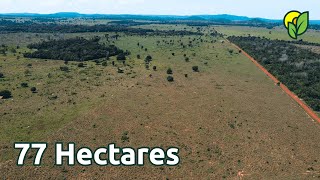 Fazenda no norte do Mato Grosso de ótima topografia para agricultura com 77 hectares