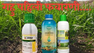 गहू पहिली फवारणी | गहू पिकाचे पाणी व फवारनी नियोजन  | Gahu pahili favarni |Kanhaiya Agro FPO