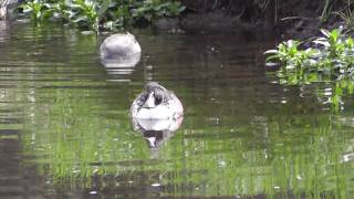 野鳥：ハシビロガモ