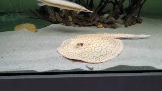 Potamotrygon Pearl Albino Rochen Stingray Batik Arowana Red Gar Aquarium