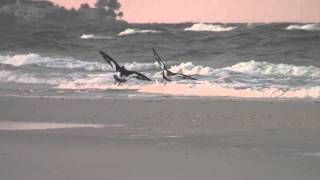 American Oystercatcher