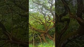 beautiful large tree in Sri Lanka | ශ්‍රී ලංකාවෙ ලස්සන ගසක් | srilankawe vishala gasak #warakapola