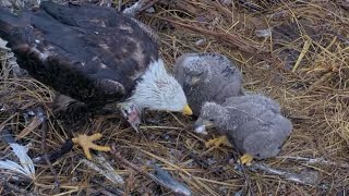 Connie feeding second breakfast to CE12 \u0026 CE13 | Captiva Eagle Cam | Jan 23, 2025