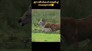 ഈ🦓ജീവികൾ ഒരുമിച്ച് നടക്കുന്നത്😯 എന്ത്കൊണ്ടാണെന്നറിയാമോ?#malayalamfacts#shorts