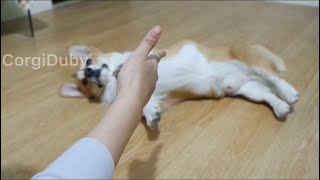 【小短腿Duby】中枪倒下 ，柯基犬狗狗很笨技能全都教不会，来看看妈妈怎么教，这是个高手！