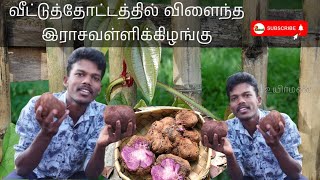 இராசவள்ளி கிழங்கு அறுவடை/ Purple Yam வீட்டுத்தோட்டம்/ யாழ்ப்பாணம்