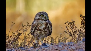 A Burrowing Owl Expelling a Pellet