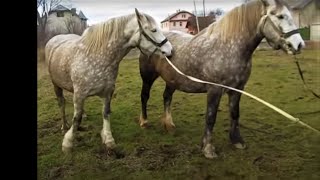 Коні Ваговози. СКАРБ В ІВАНО-ФРАНКІВСЬКУ Ч.1 продовження буде