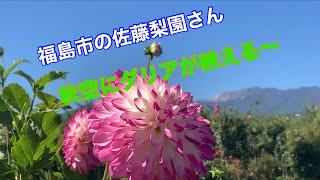 まるおの母　まるこが、福島市の佐藤梨園さんに行って、またダリアを見て来ました。梨は、豊水→あきづきになります。