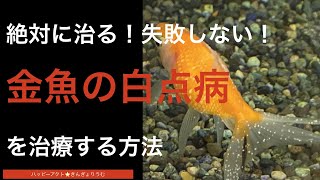 金魚の白点病の症状や原因、治療、予防方法を解説【塩水浴だけで治す！】