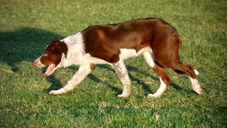 Lot 151 SUGARHILL PIP 5.2.25  Farmers Marts Dolgellau Online Sheepdog Auction