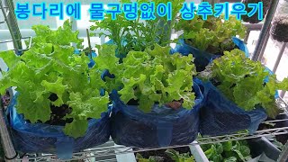 아파트에서 물구멍없이 봉다리에 상추 쑥갓 키우기｜Growing lettuce in plastic bag in an apartment