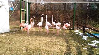 おびひろ動物園 フラミンゴ 2019.12.01 DSC 0088