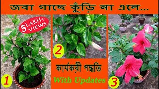 এই পদ্ধতিতে জবা গাছে প্রচুর  কুঁড়ি আসতে বাধ্য // Hibiscus Bud Problem