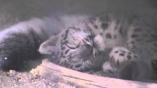 寝苦しい ユキヒョウの昼寝風景~Snow Leopard that is taking a nap