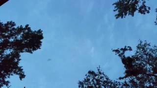 Florida bats flying at dusk