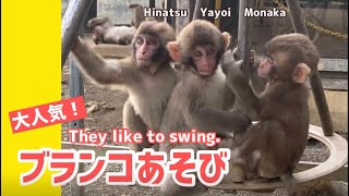 【高尾山さる園】ブランコあそび【SNOW MONKEY】