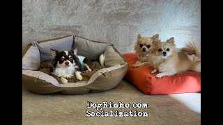 Dog daycare in Japan DogRinho 犬の保育園　20241207