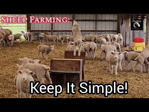 What is the most profitable sheep?