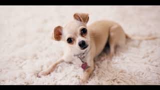 Unlocking the Secrets to a Nutrient-Rich Dog Diet