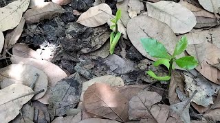 முளைத்த முந்திரிப் பருப்பு பிரியாணி |sprout cashew nut biriyani/sirkazhi kathir samaiyal.