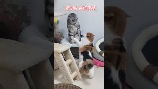 猫咪打架名场面（上）猫咪有傲骨，打架都不服！但第6名太敷衍了… #cat#funny #cutecat #shorts #catshorts