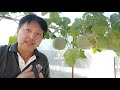 ต้นเดียวกินได้ทั้งบ้านปลูกเมล่อนไฮโดรโปนิกส์ในถัง growing melon hydroponically farm station