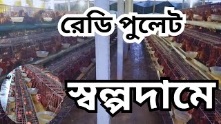 লেয়ার মুরগির রেডি পুলেট স্বল্পদামে #ইউনিক_এগ্রো #লেয়ার_মুরগি #পুলেট_লেয়ার_মুরগি