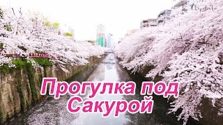 Прогулка по Мегуро: Одно из самых красивых мест для любованием Сакурой в Токио