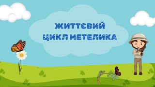 Життєвий цикл метелика