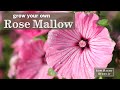 Sow Right Seeds | Rose Mallow