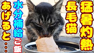 猛暑灼熱の日に長毛猫に水分補給のご飯をあげると・・・