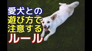 【愛犬のための知識】愛犬との遊び方で注意するルール【犬を知る】