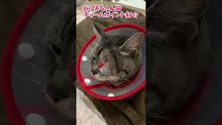 【本日のチャッピー】#チャームポイント#まつげ#猫#保護猫#おばあちゃん猫#癒し