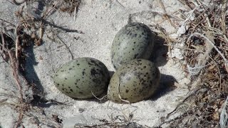 Kelp Gull Nesting Area - Filmed by Greg Morgan