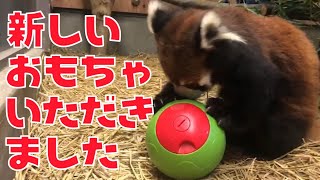 新しいおもちゃを頂きました（レッサーパンダ）