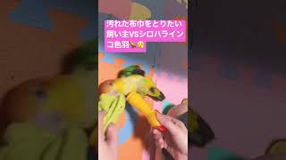 【鳥なのか仔犬なのか❓🦜】時々飼い主も不思議に思うシロハラインコとの遊び🤗🌻＃シロハラインコ＃caique＃ペット