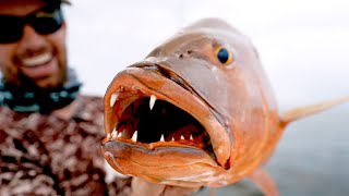 The LARGEST Snappers in the World