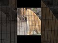 新たな散歩ポイント発見！？ shorts ライオン zoo 旭山動物園